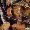 /album/fotogaleria%3a-dise%c3%b1os/cm102b-jpg/