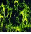 /album/fotogaleria%3a-dise%c3%b1os/fl01a-2-jpg/